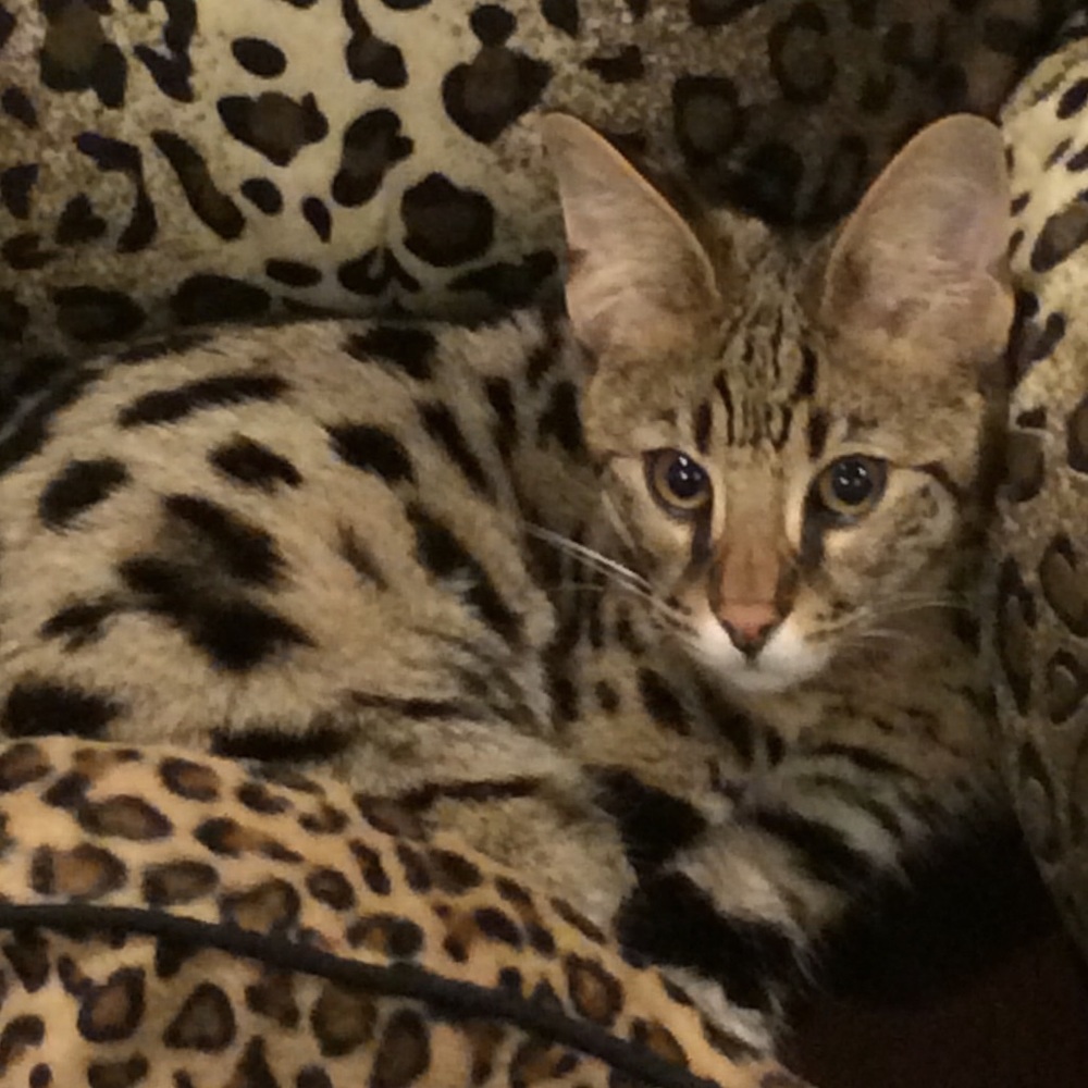 Meet your Posher, Anna